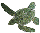 Hawaiian Green Turtle